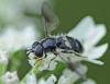 265993 – Photo : Oryctes – France (59)